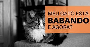 MEU GATO ESTÁ BABANDO, E AGORA?