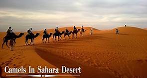 Camels In Sahara Desert | Camel In Desert Cinematic Background Video | Copyright Free Videos