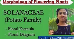 Solanaceae (Potato Family) | Floral formula and floral diagram | Economic importance of Solanaceae