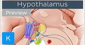 Hypothalamus: nuclei and connections (preview) - Human Anatomy | Kenhub