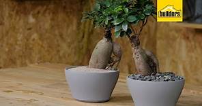 Taking Care of a Ginseng Ficus