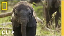 How Elephant Families Communicate and Bond | Secrets of the Elephants