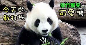 圓寶吃竹葉自己別上竹葉夾好可愛😍,藏在背面的點心很快就找到啦😁|Giant Panda Yuan Bao,圆宝,貓熊,大貓熊,大熊貓|台北動物園|Taipei Zoo|パンダ|팬더|대왕판