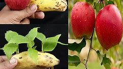 Very Simple And Unique Technique To Grow Apple Tree Fast Using Banana | How to grow Apple tree