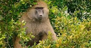 Baboon Fight For Dominance | Secret Safari: Into The Wild