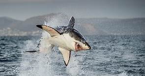 Animales al natural - T2. Episodio 10: Tiburones - Documental en RTVE