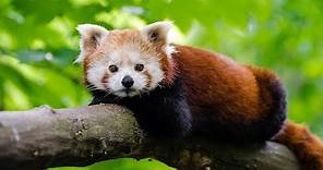 Red Pandas VS Giant Pandas | Animal Facts | Love Nature