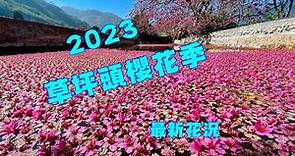 草坪頭櫻花季最新花況（2023-2-9）