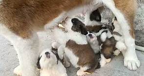 show quality saint bernard puppies for sale 2 male and 2 female pups available location - mandla m.p