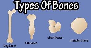 Types Of Bones In The Human Body - Long Bones - Short Bones - Flat Bones - Irregular Bones