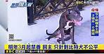 全台「禁養比特犬」 違規偷養最重罰25萬再沒收 @東森新聞 CH51
