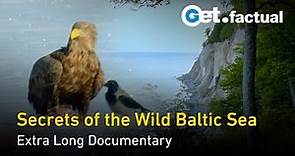 Wildlife and Nature of the Baltic Sea | Extra Long Documentary