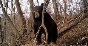 AMAZING video of Black Bear Emerging from Den