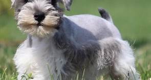 Miniature Schnauzer Puppies for Sale | PuppySpot