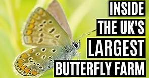 Inside The UK's Largest Butterfly Farm