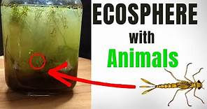 Creating an aquatic ecosystem in a closed jar | Ecosphere
