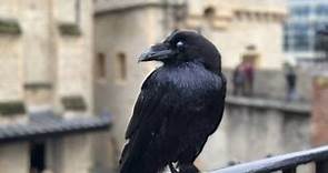 La leggenda dei corvi della Torre di Londra raccontata dal "Beefeater" che li protegge da 14 anni