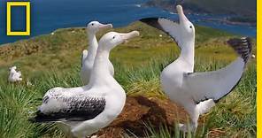 Albatrosses' Life-Long Bond Begins With Elaborate Courtship – Ep. 3 | Wildlife: Resurrection Island