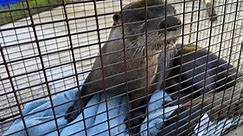 Rabid otter bites dog and man in Florida