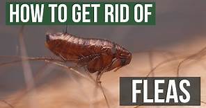 How to Get Rid of Fleas Guaranteed (4 Easy Steps)