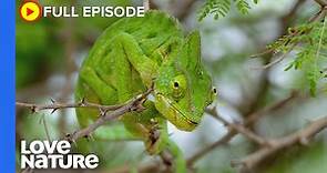 Reptiles: Life In Cold-blood | Arabian Inferno Ep102 | Love Nature