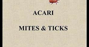Tick and Mites - Comprehensive Details