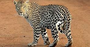 Leopard Fact Sheet