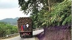 Kids Stealing Sugarcane from a Moving Truck