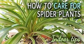 How To Care For Spider Plants Indoors