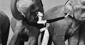Richard Avedon :: Dovima with Elephants