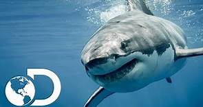 Gran Tiburón Blanco | Shark Week | Discovery Latinoamérica