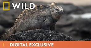 The Evolution Of Iguanas | Wild Coasts | National Geographic WILD UK
