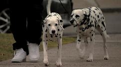 Dalmatians help dog walker fight off pack of coyotes in Brighton