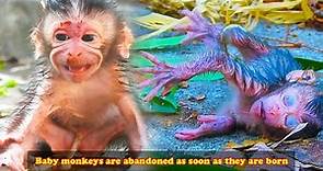 Mother monkey abandons baby monkey after birth, leaving baby monkey crying alone on the ground!
