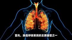 呼吸系统的器官及其生理作用
