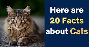 20 Facts About Cats - video Dailymotion