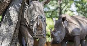 Salvan a 30 rinocerontes blancos de los furtivos al llevarlos a Ruanda