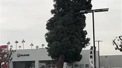 Strong Winds Uproot Tree and Drop It in Parking Lot