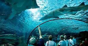 Ripley’s Aquarium Walkthrough | Myrtle Beach, SC