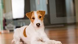 Parson Russell Terrier Steckbrief | Charakter, Wesen & Haltung
