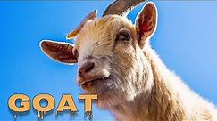 Goat sounds, goat bleating