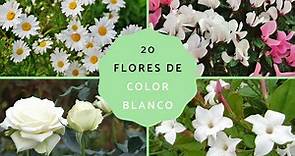 20 flores blancas para jardín - Nombres y fotos