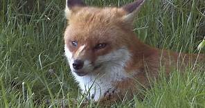 The Red Fox - The British Mammal Guide