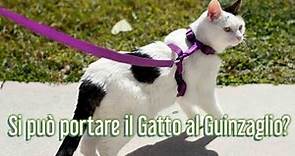 Si può portare il Gatto al guinzaglio??? - Consulente Felino