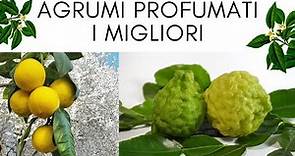 AGRUMI PROFUMATI? ECCO I MIGLIORI! - AGRUMI LENZI