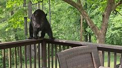 Agile Bear Treats Fence 'Like a Balance Beam'