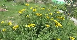 TANSY (Tanacetum vulgare) - Bitter Buttons, Cow Bitter, Golden Buttons - Medicinal Use & History