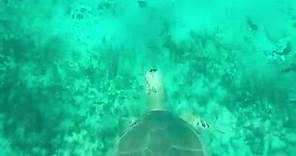 Bahama Turtle just cruising through. | Andy McCall
