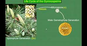 Gymnosperm (Pine) Life Cycle
