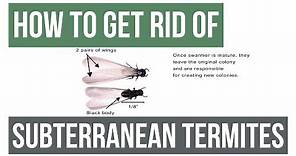 How to Get Rid Of Eastern Subterranean Termites Guaranteed- 4 Easy Steps